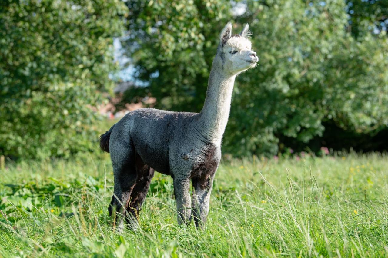 Alpaca Fold Villa Preston  Buitenkant foto