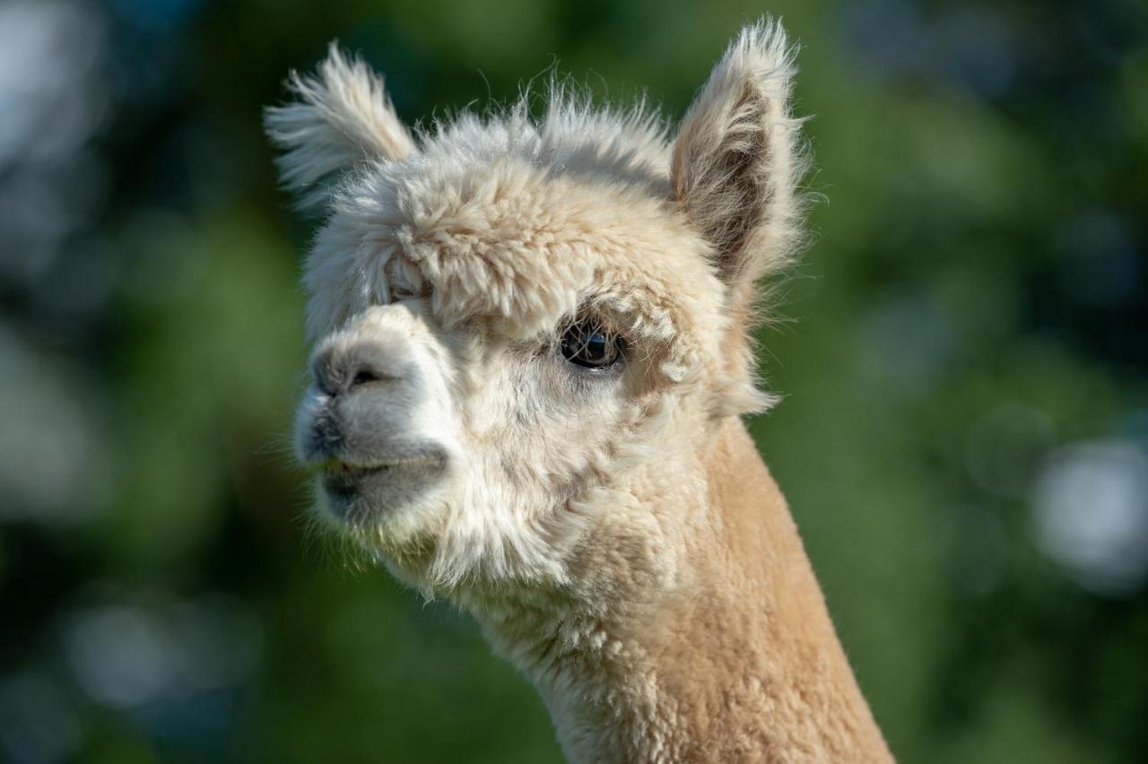 Alpaca Fold Villa Preston  Buitenkant foto