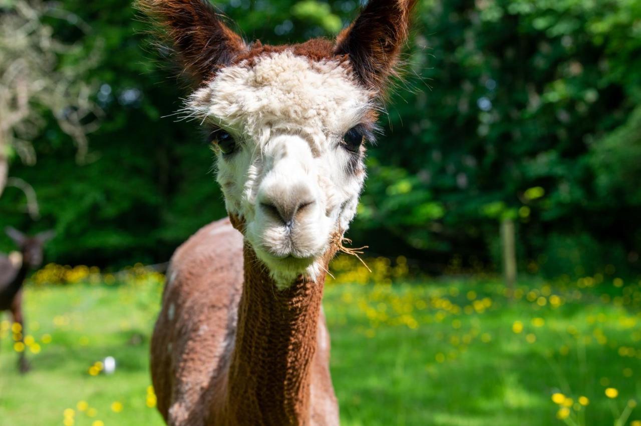 Alpaca Fold Villa Preston  Buitenkant foto
