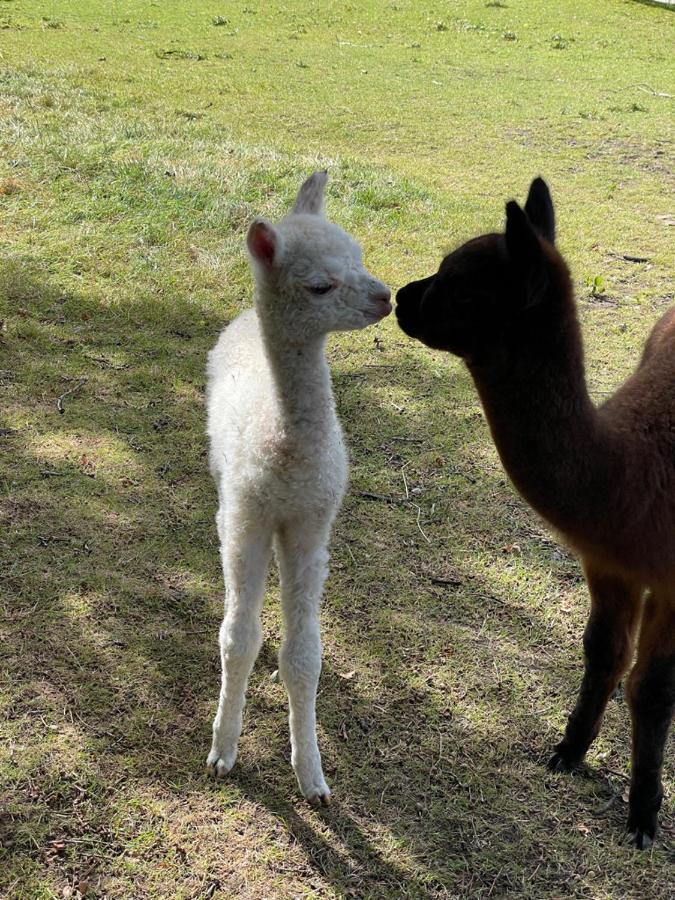 Alpaca Fold Villa Preston  Buitenkant foto